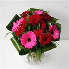Gerbera Love Burst